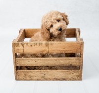 Rachel Barron Photography