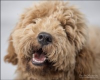 Rachel Barron Photography