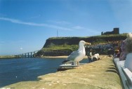 Whitby Seagull