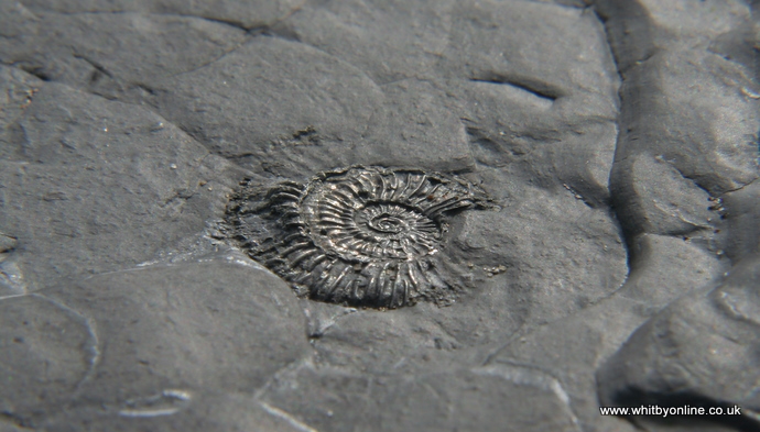 Whitby Fossils